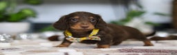 Miniature Dachshund dogs for sale: Alex - Ad 3