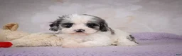 Cavapoo dogs for sale: Penny - Ad 8