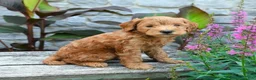 Mini Goldendoodle dogs for sale: Benji - Ad 2