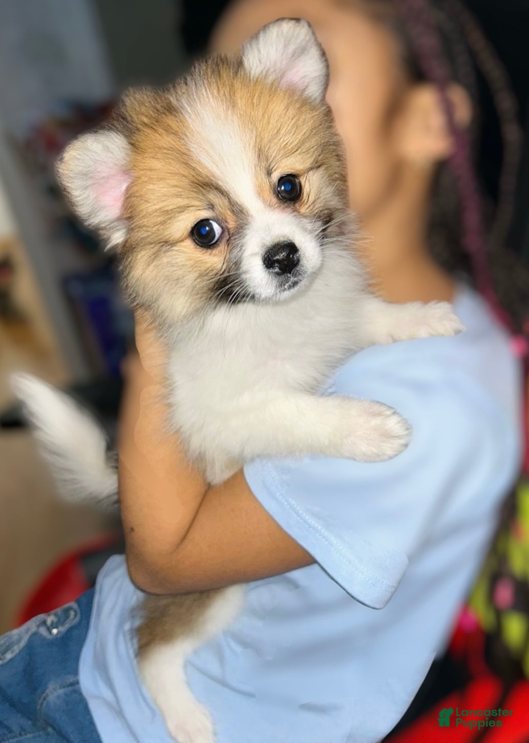 Pomeranian dogs Pomeranian Pup - Ad 2