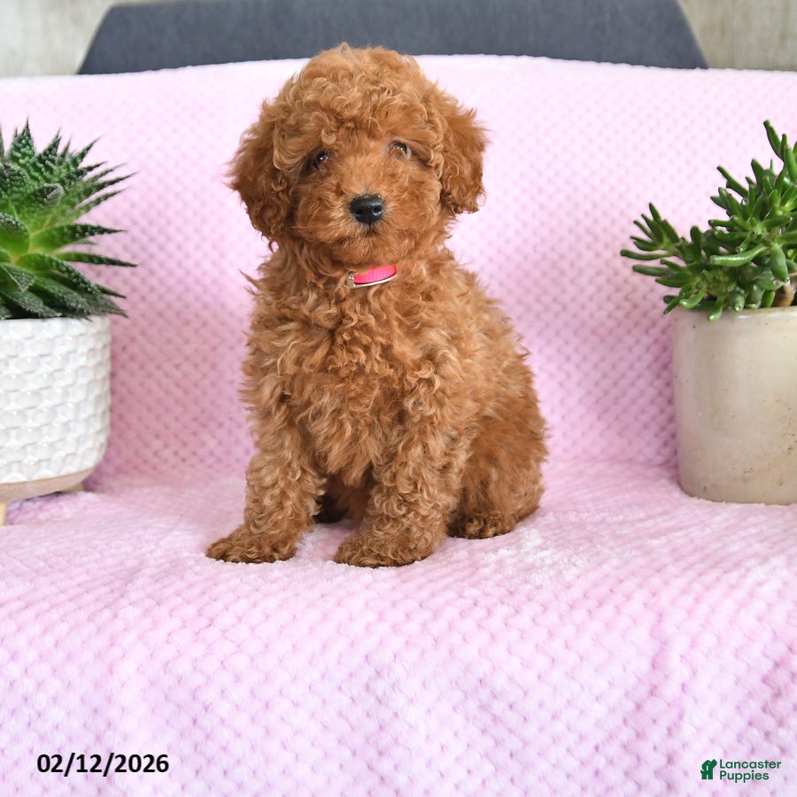 Miniature Poodle dogs Ondrea - Ad 24