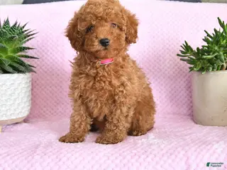 Miniature Poodle dogs Ondrea - Ad 24