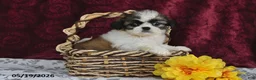 Shih Tzu dogs for sale: Silky - Ad 4