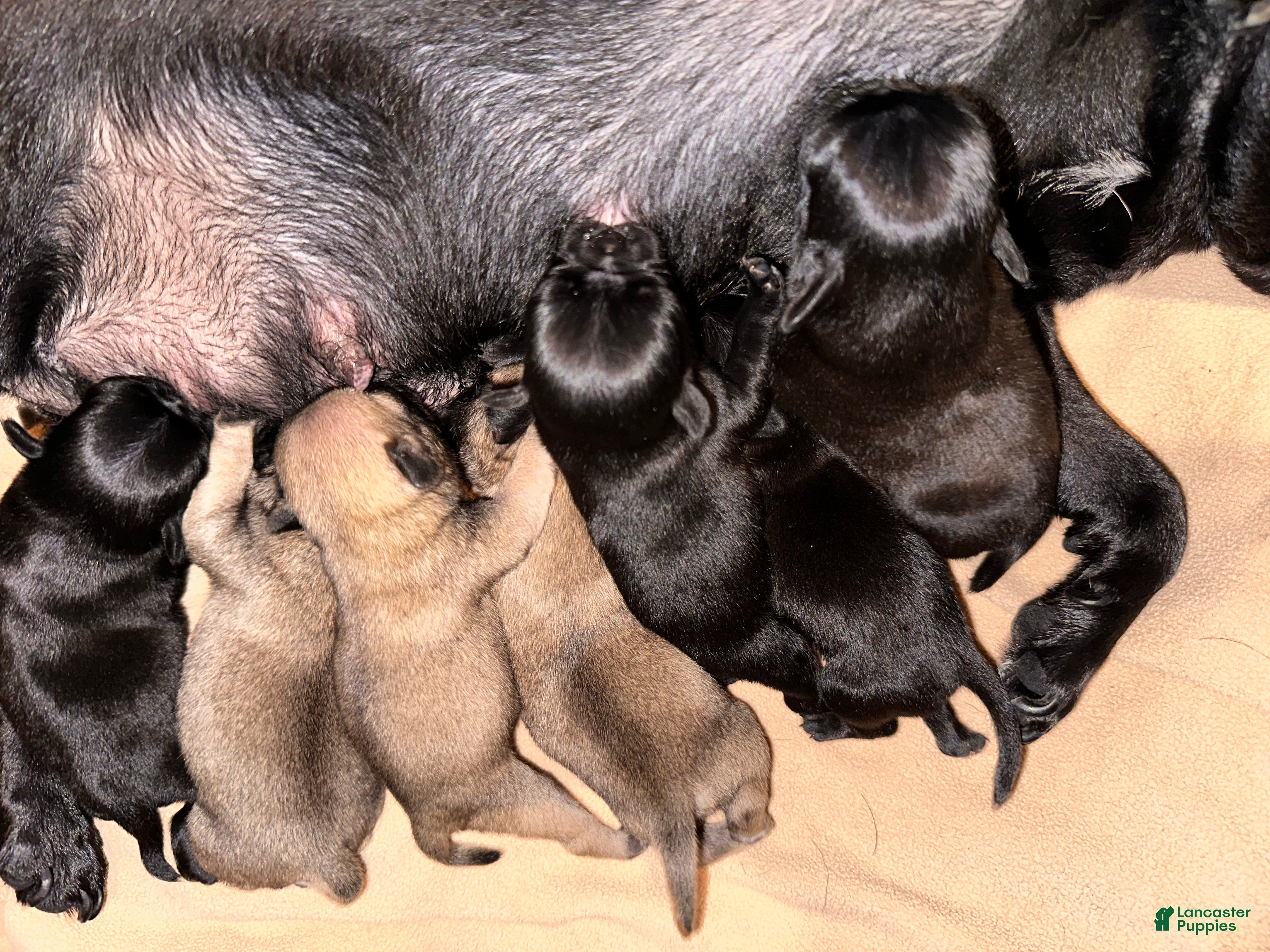 Pug dogs Teddy - Ad 17