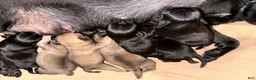 Pug dogs for sale: Teddy - Ad 1
