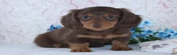 Miniature Dachshund dogs for sale: Felix - Ad 3