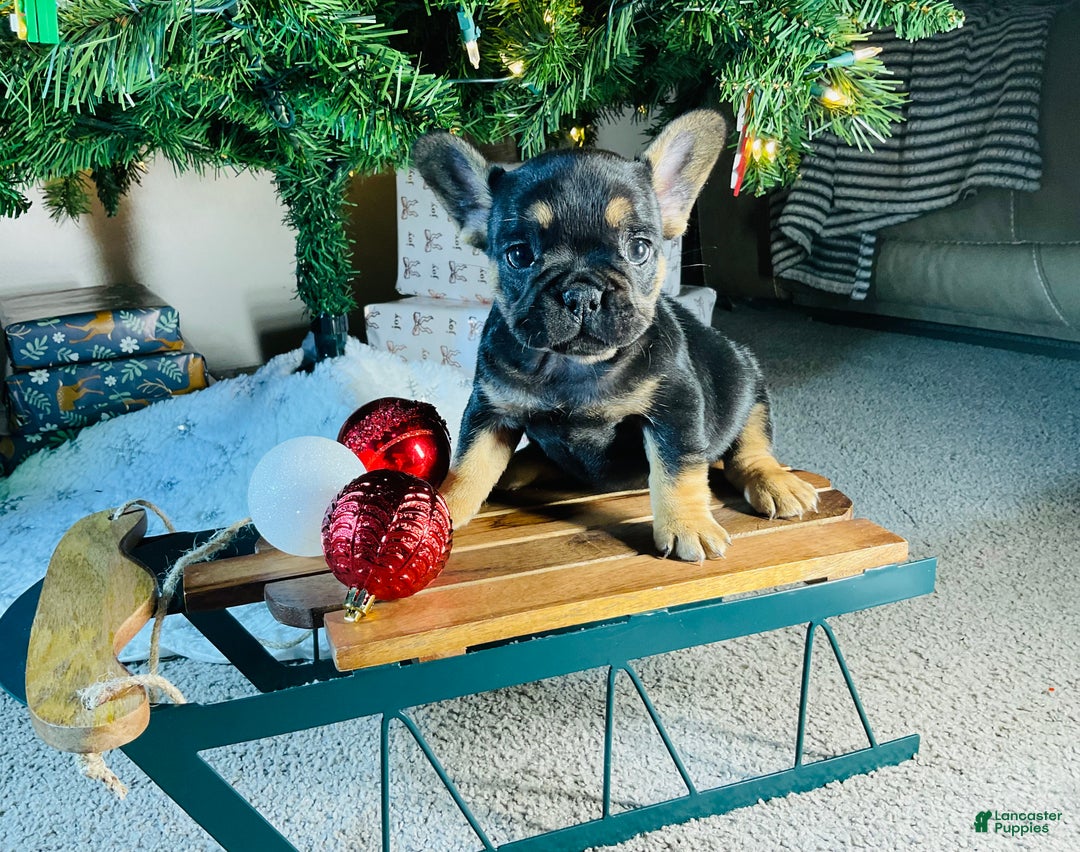 French Bulldog dogs for sale: Ellie - Ad 5