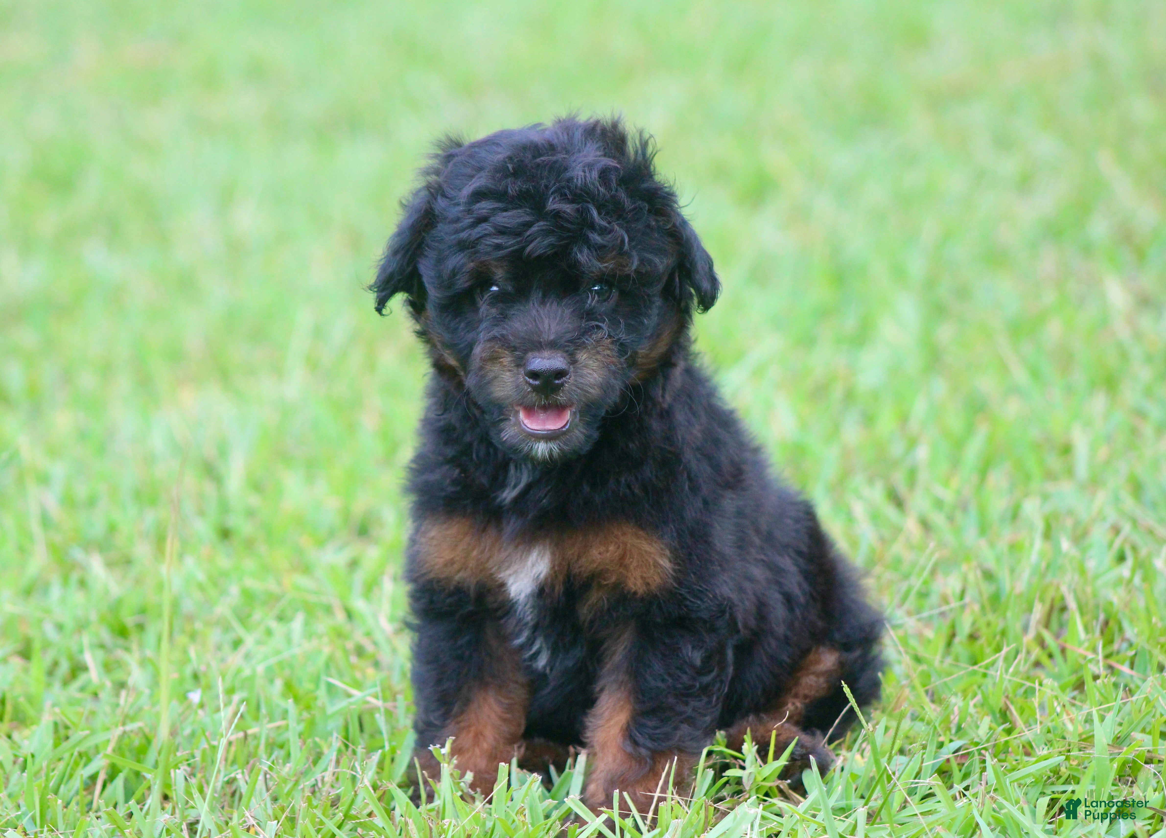 Aussiedoodle dogs Colt - Ad 1