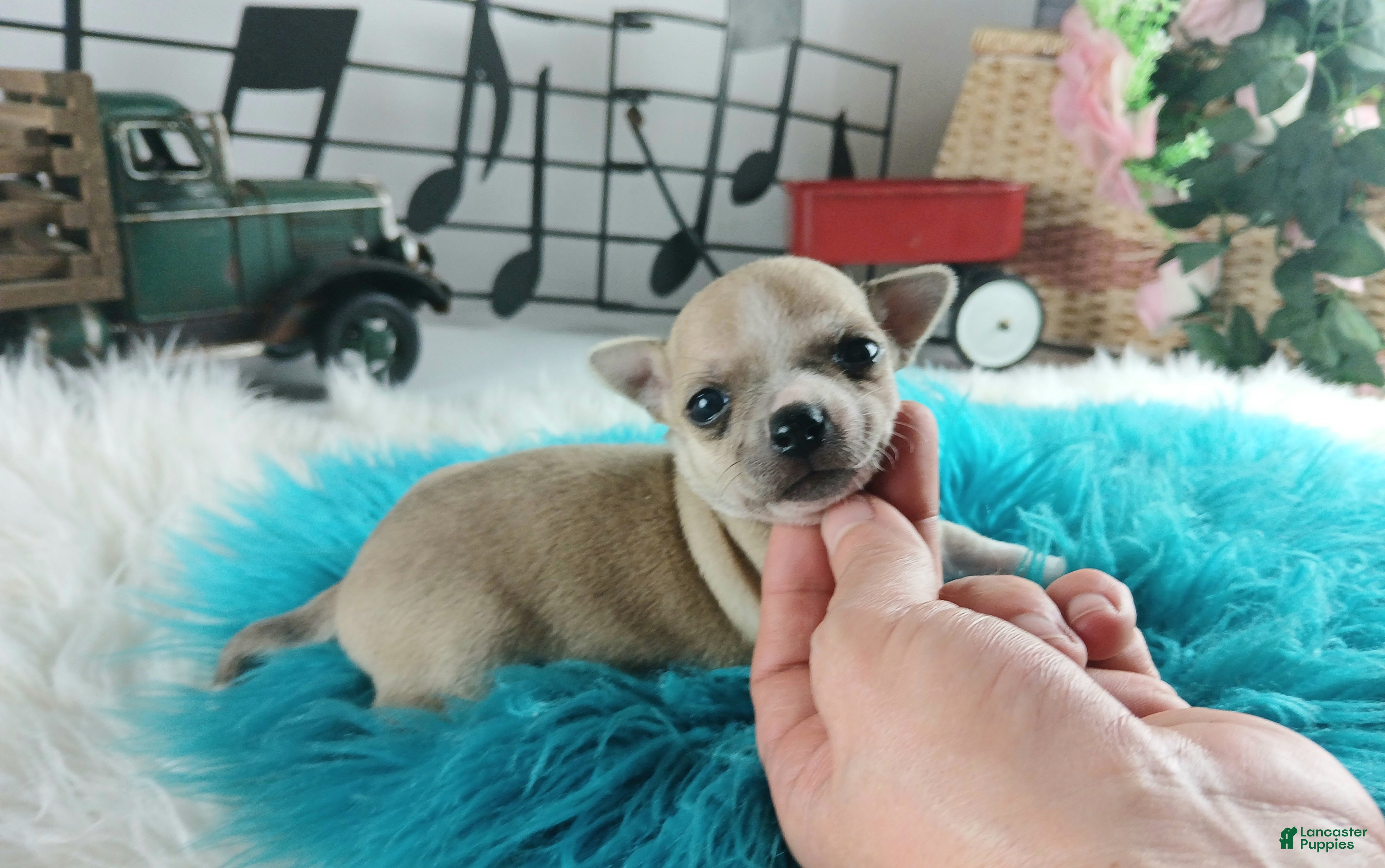 Chihuahua dogs Cece's Fawn/white boy, NATIONWIDE DELIVERY  - Ad 32