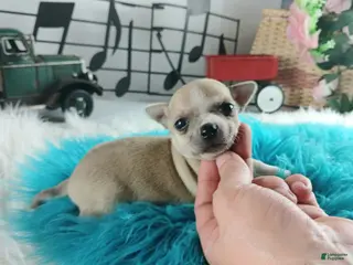 Chihuahua dogs Cece's Fawn/white boy, NATIONWIDE DELIVERY - Ad 32