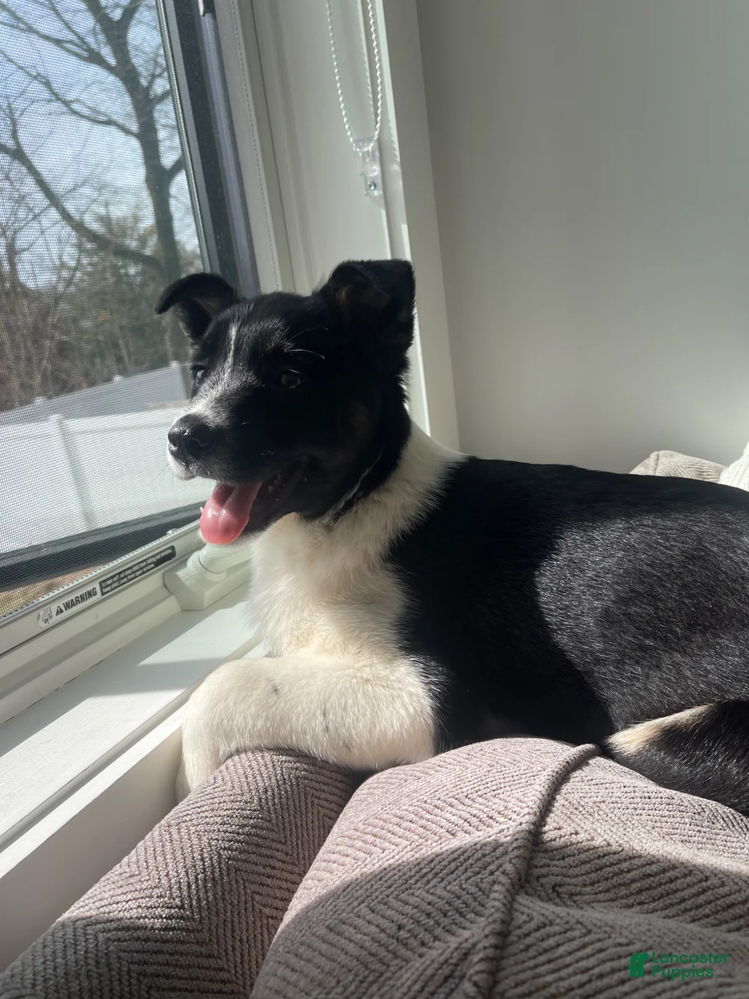 Mixed Breed dogs for sale: Mixed Breed Puppy 1 - Ad 2