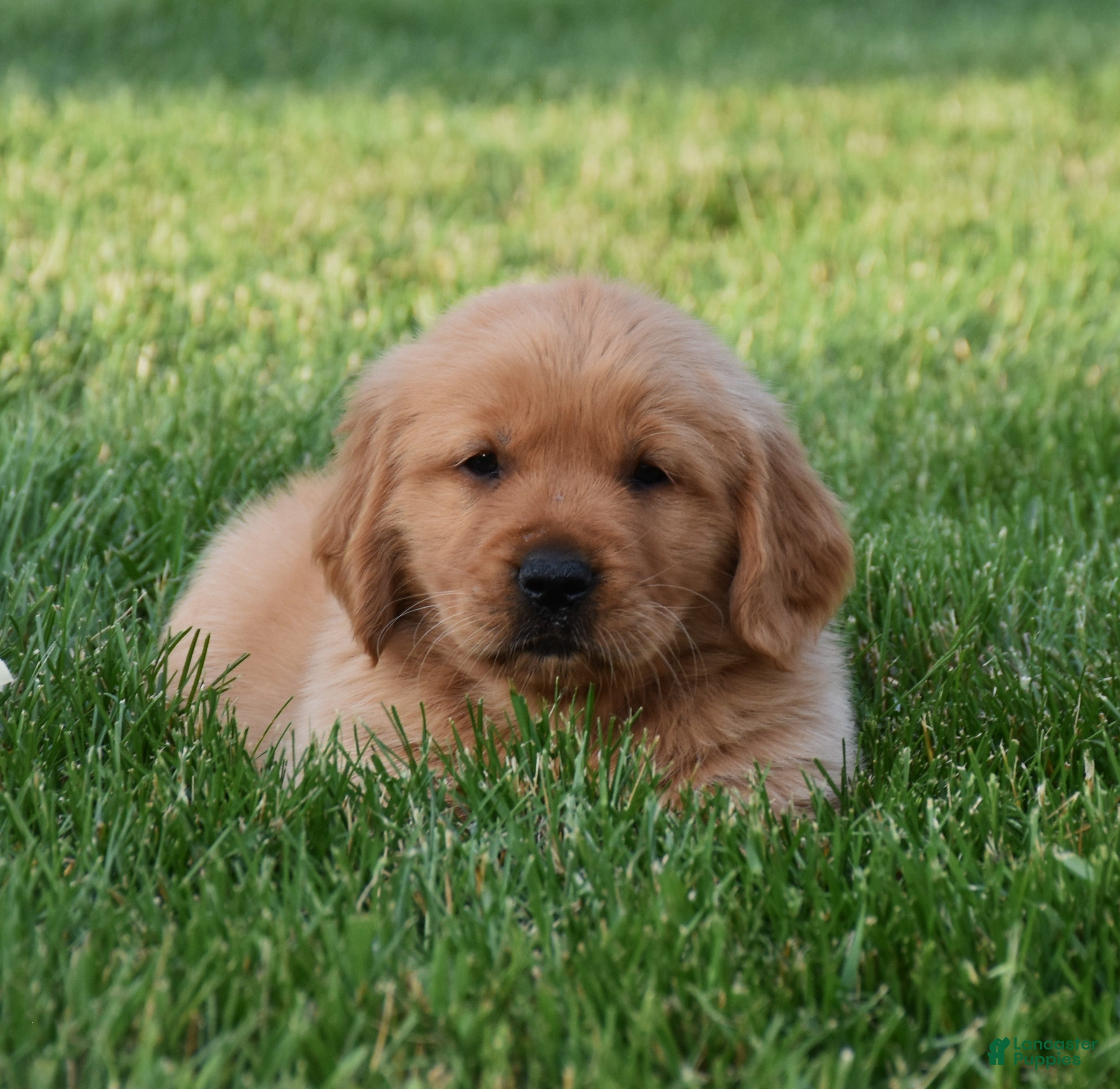 Golden Retriever dogs Annabella - Ad 2