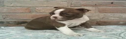 Boston Terrier dogs for sale: Connor  - Ad 3