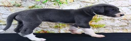 Great Dane dogs for sale: Slate - Ad 5