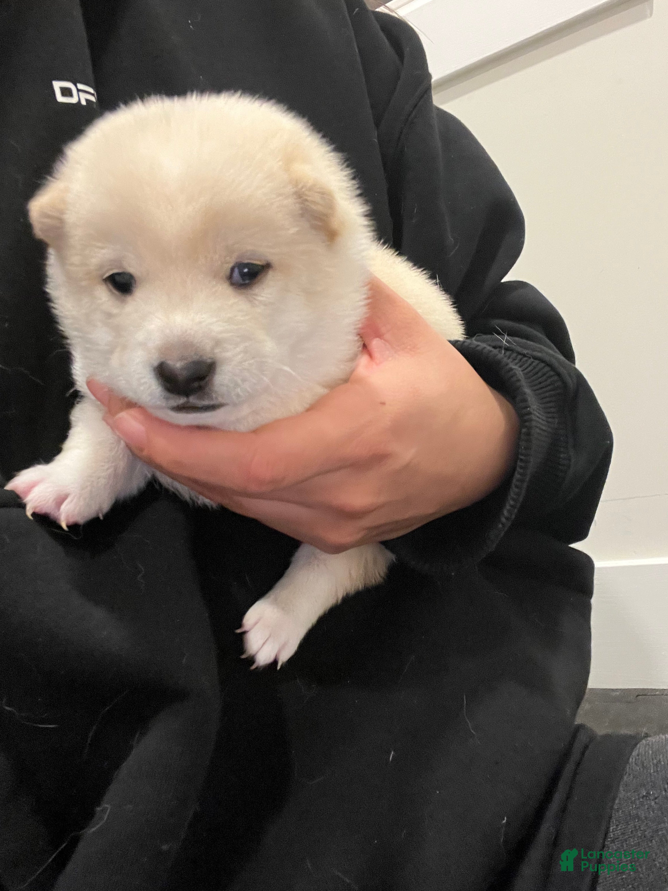 Shiba Inu dogs Shiba Inu Puppy 2 - Ad 7