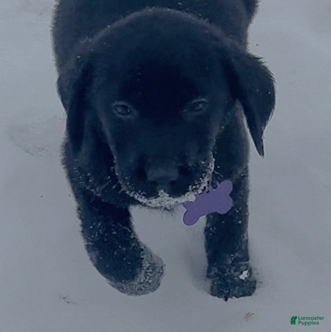 Labrador Retriever dogs for sale: Labrador Retriever Puppy 1 - Ad 6