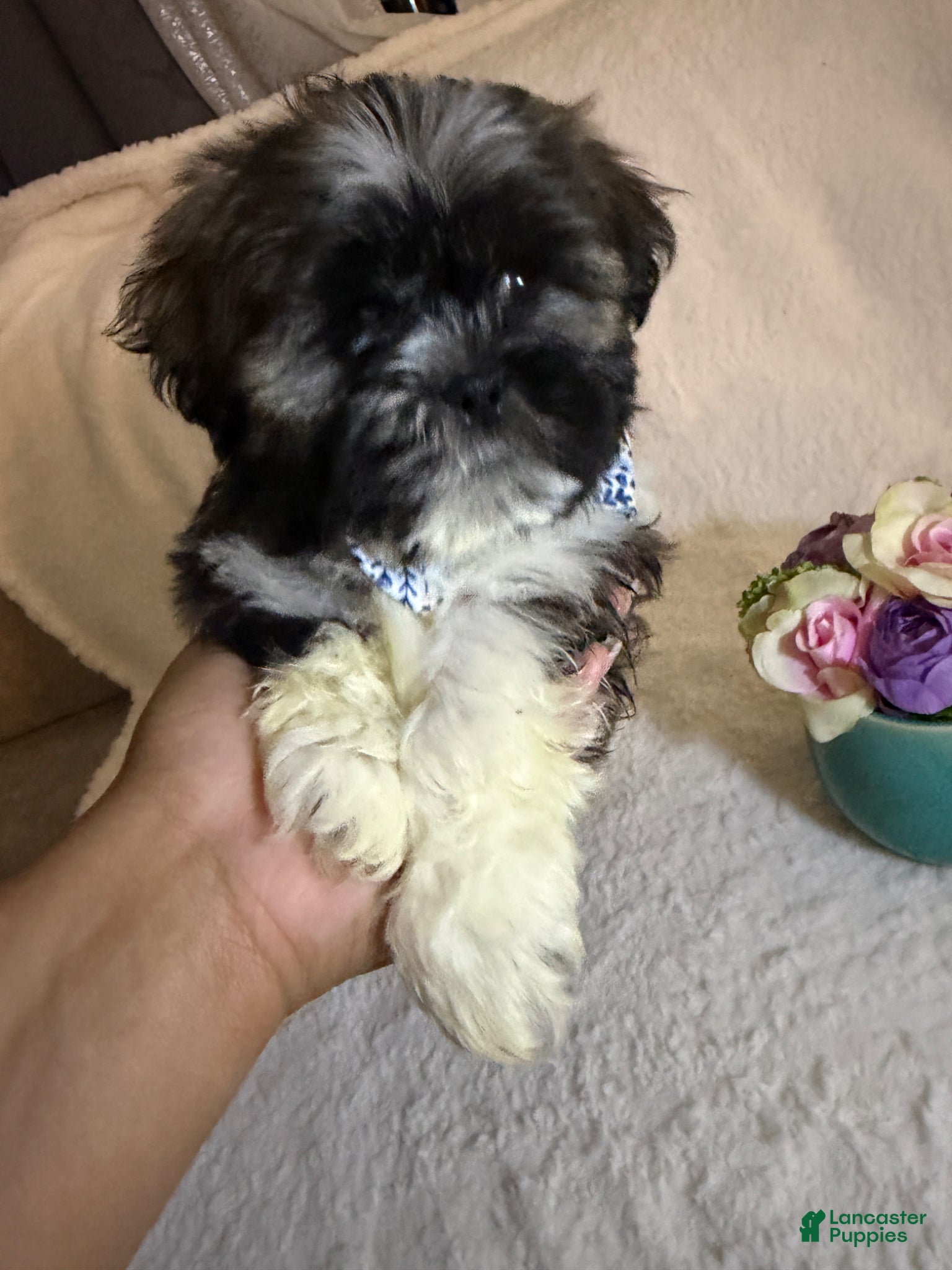 Shih Tzu dogs for sale: Coby  - Ad 1