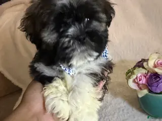 Shih Tzu dogs for sale: Coby - Ad 1