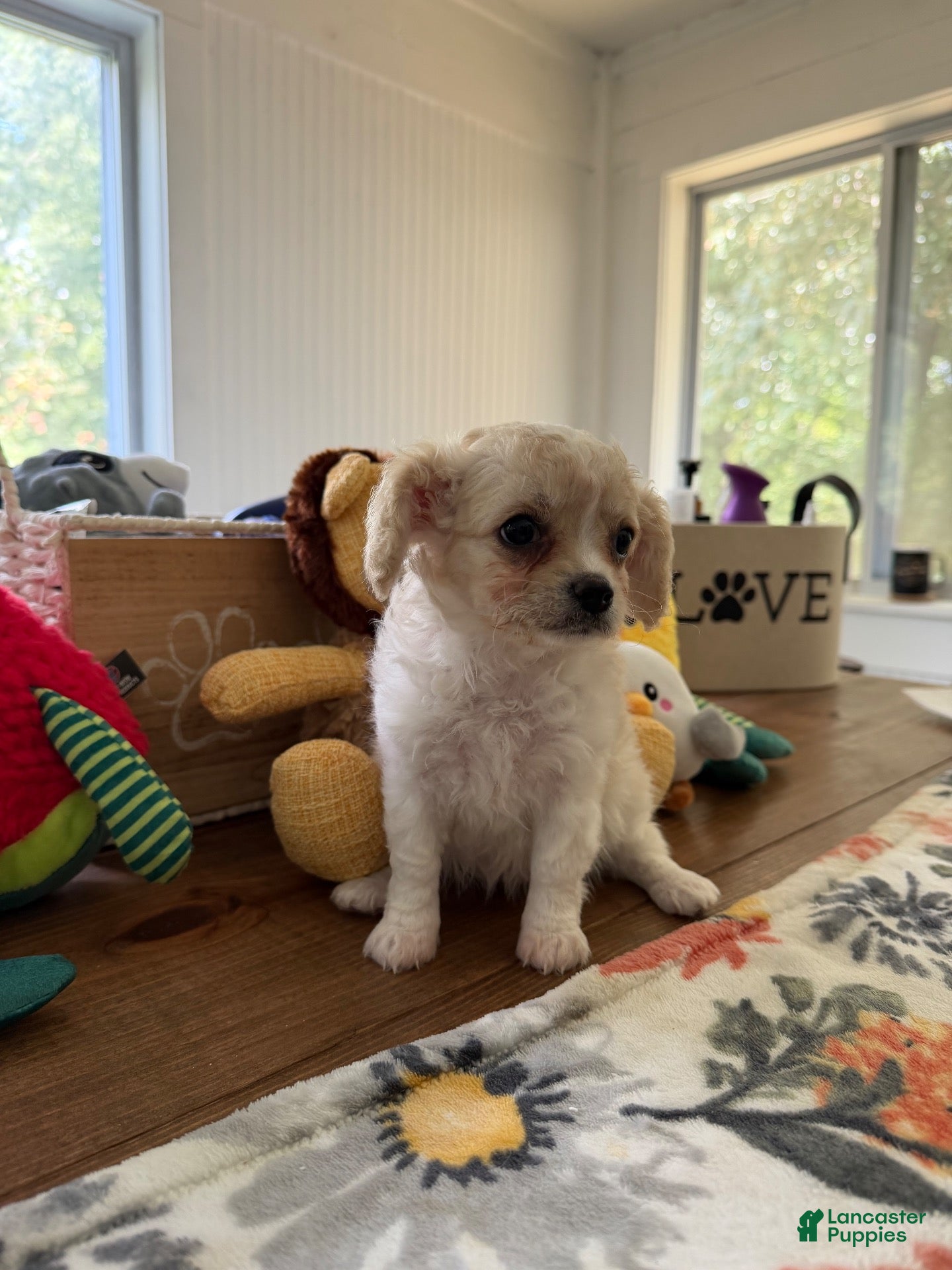 Cavapoo dogs Cavapoo 3 - Ad 17
