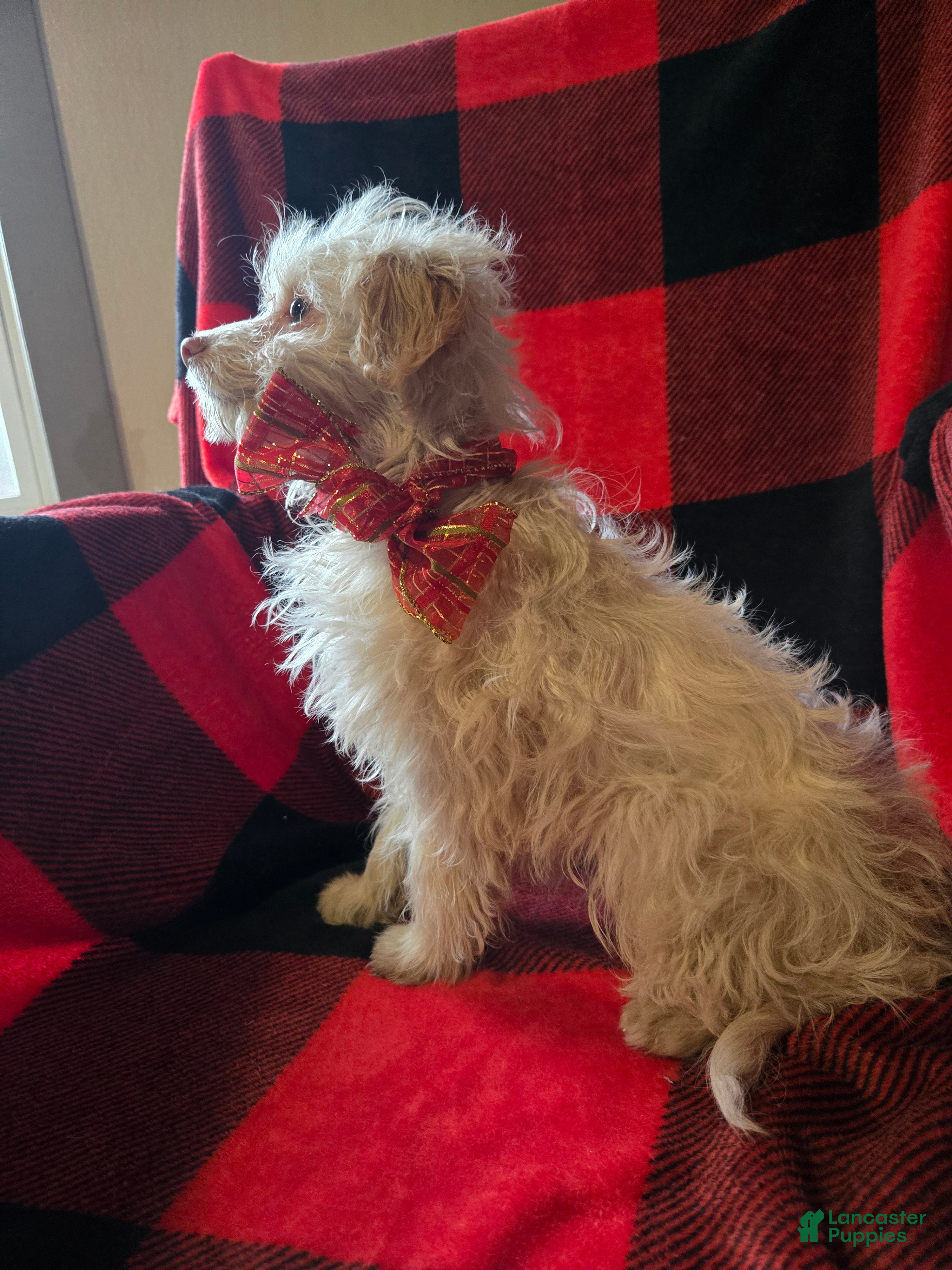 Mini Aussiedoodle dogs Mini Aussiedoodle Puppy 1 - Ad 42