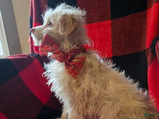 Mini Aussiedoodle dogs Mini Aussiedoodle Puppy 1 - Ad 42