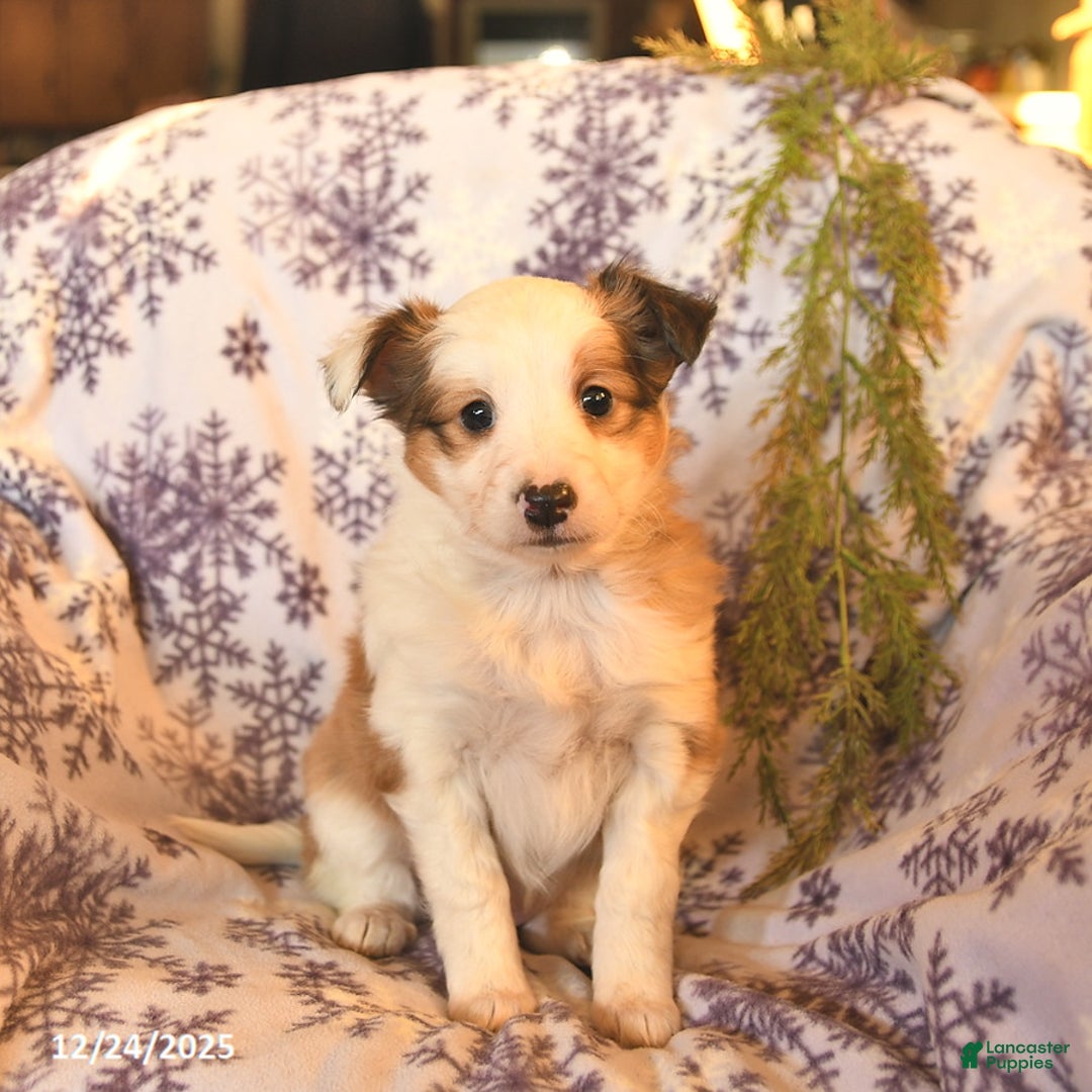 Shetland Sheepdog dogs for sale: Elsa  - Ad 2