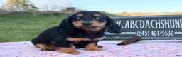 Miniature Dachshund dogs for sale: Russian - Ad 6