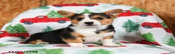 Welsh Corgi Pembroke dogs for sale: Kisses - Ad 2