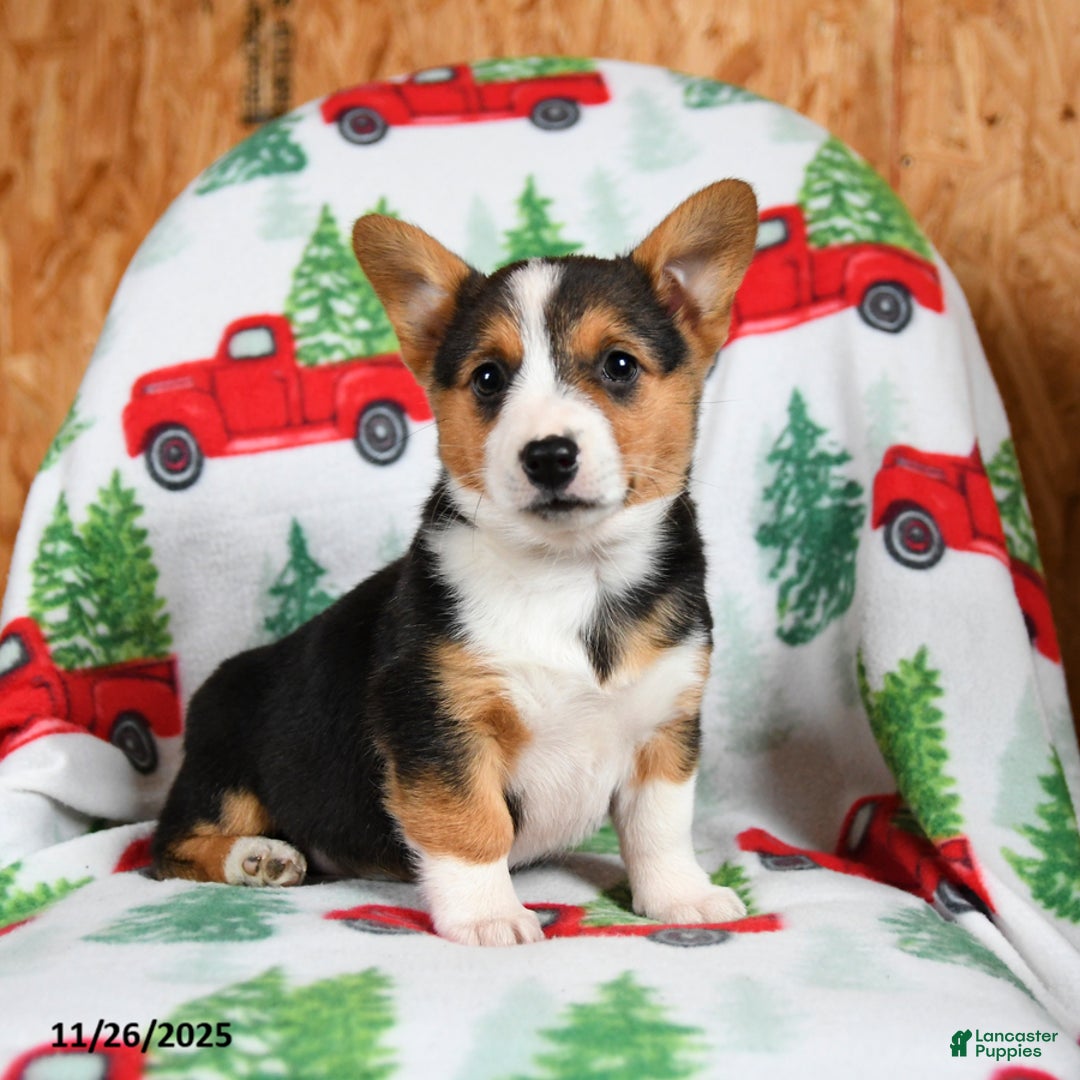 Welsh Corgi Pembroke dogs for sale: Kisses - Ad 2