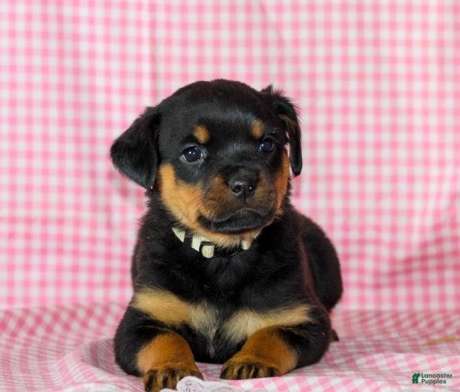 Rottweiler dogs Rosie - Ad 9