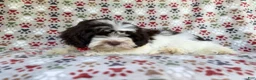 Shihpoo dogs for sale: Asher - Ad 8
