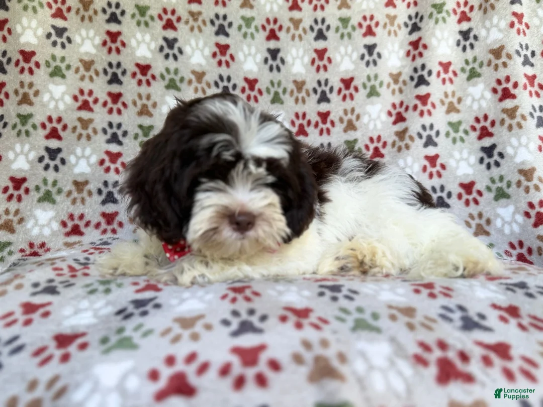 Shihpoo dogs for sale: Asher - Ad 8