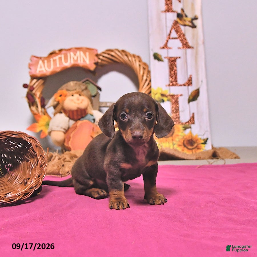 Dachshund dogs Mason - Ad 2