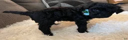Toy Poodle dogs for sale: Tank - Ad 3