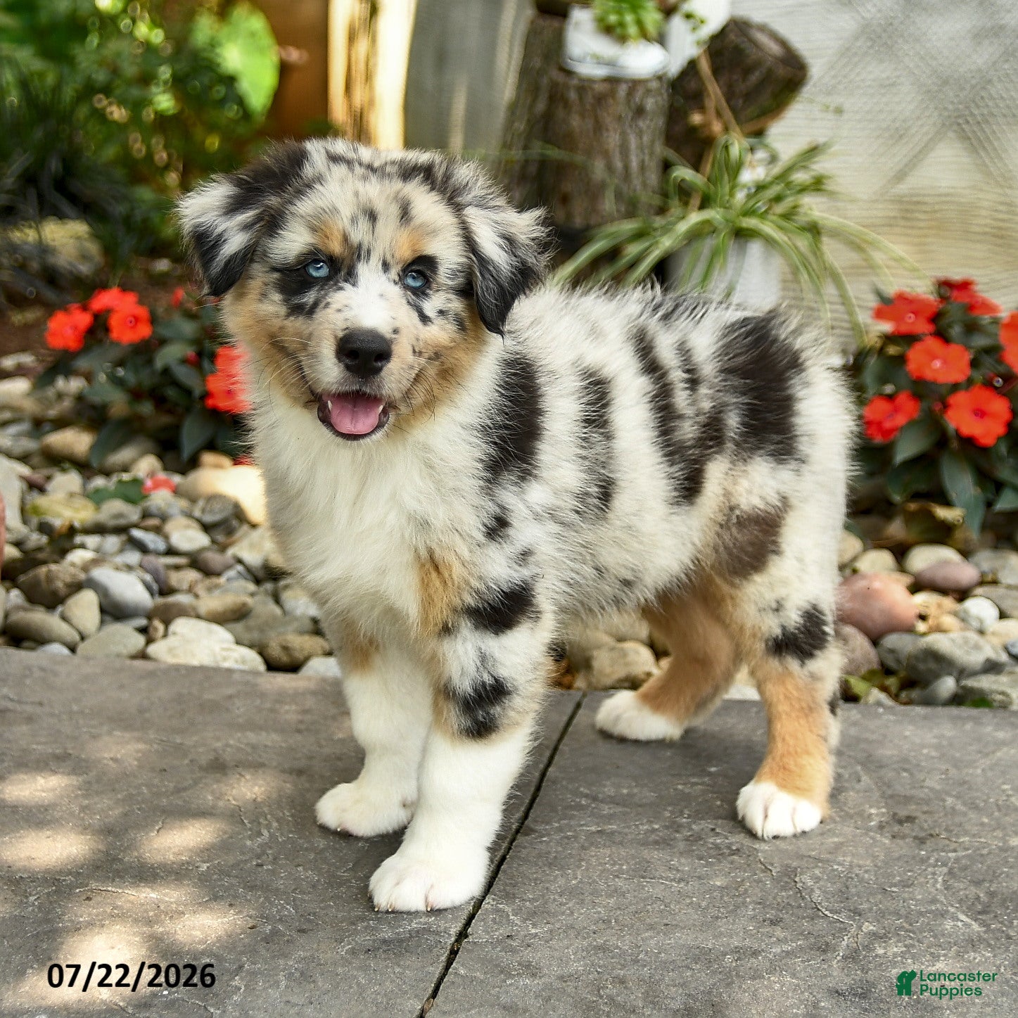 Australian Shepherd dogs Aiden - Ad 1