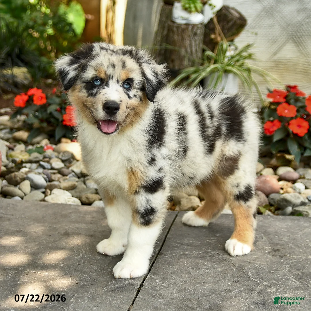 Australian Shepherd dogs for sale: Aiden - Ad 1