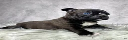 Mixed Breed dogs for sale: Mr Frankie  - Ad 13