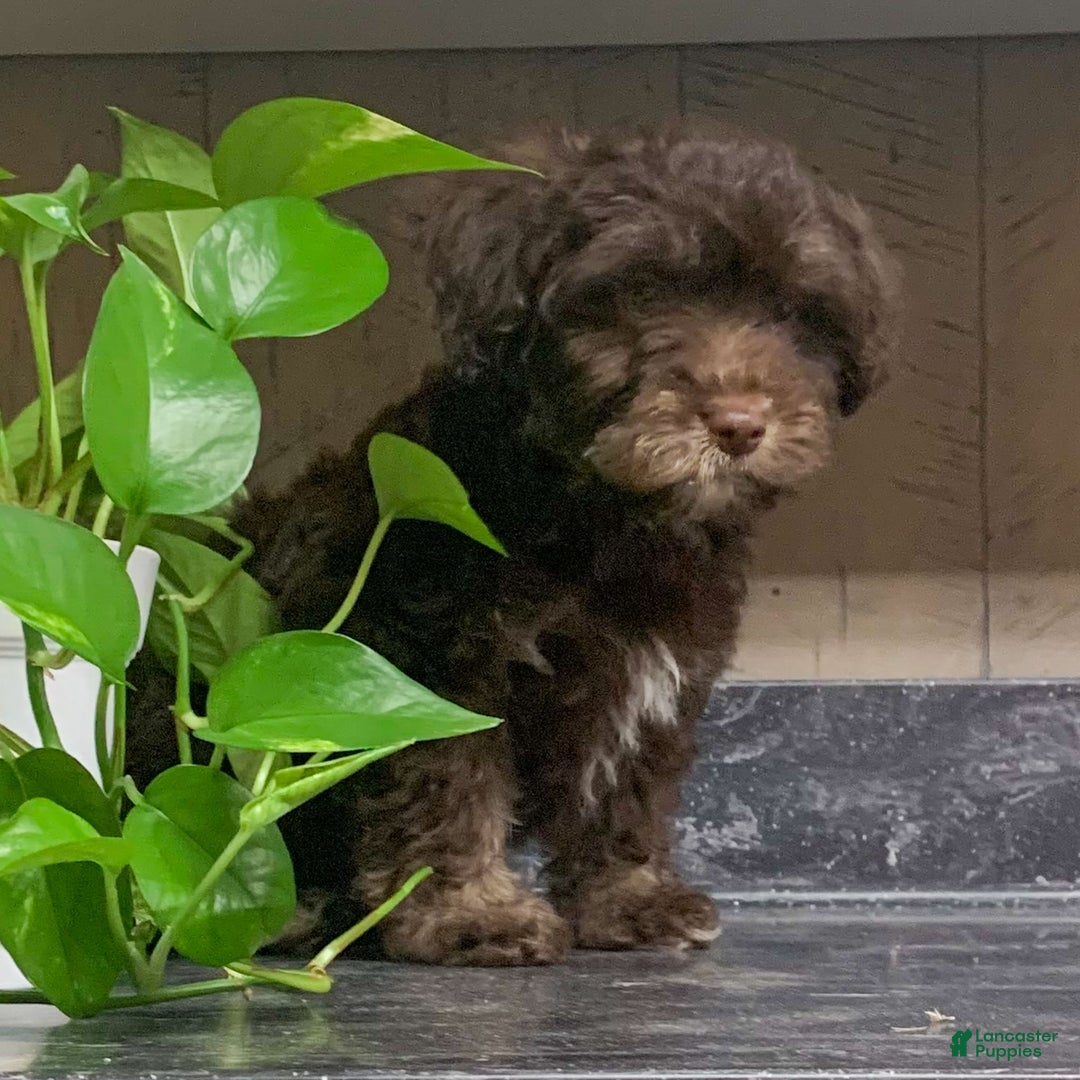 Havanese dogs for sale: Coco - Ad 3