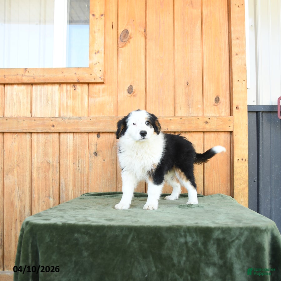 Australian Shepherd dogs Alisa  - Ad 1