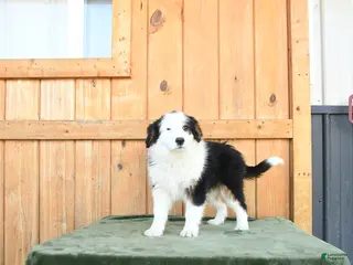 Australian Shepherd dogs for sale: Alisa - Ad 1