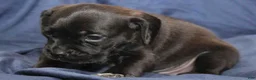 Puggle dogs for sale: Chewy - Ad 42