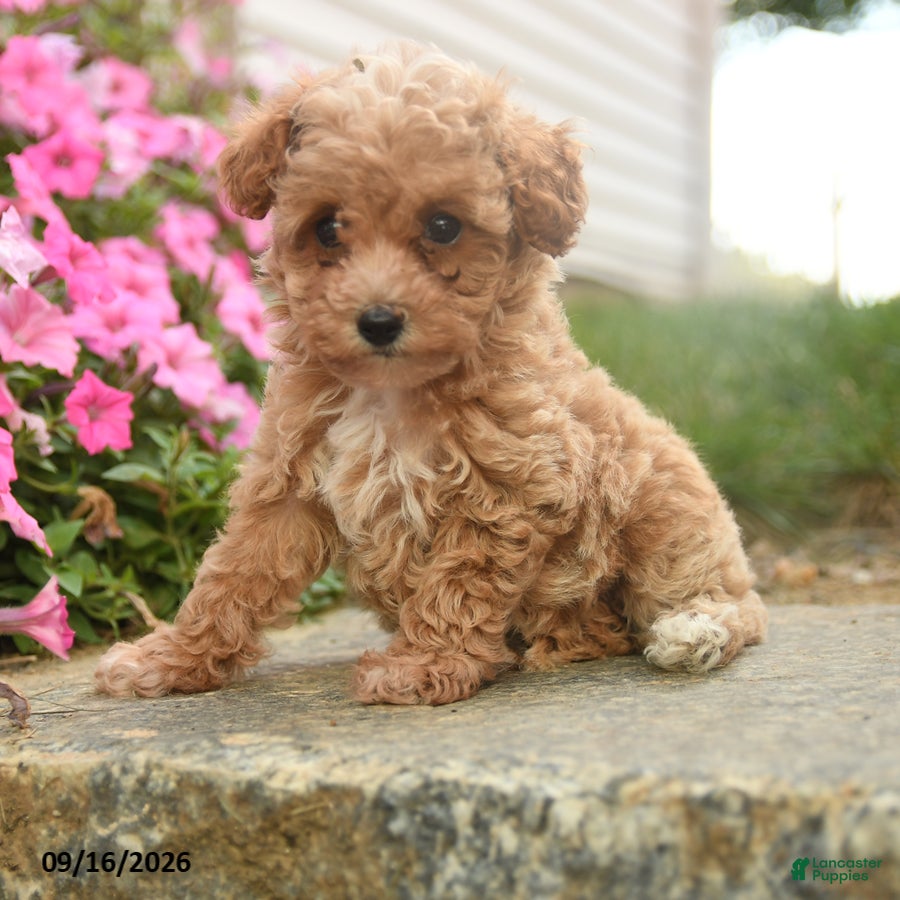 Toy Poodle dogs Olive  - Ad 2