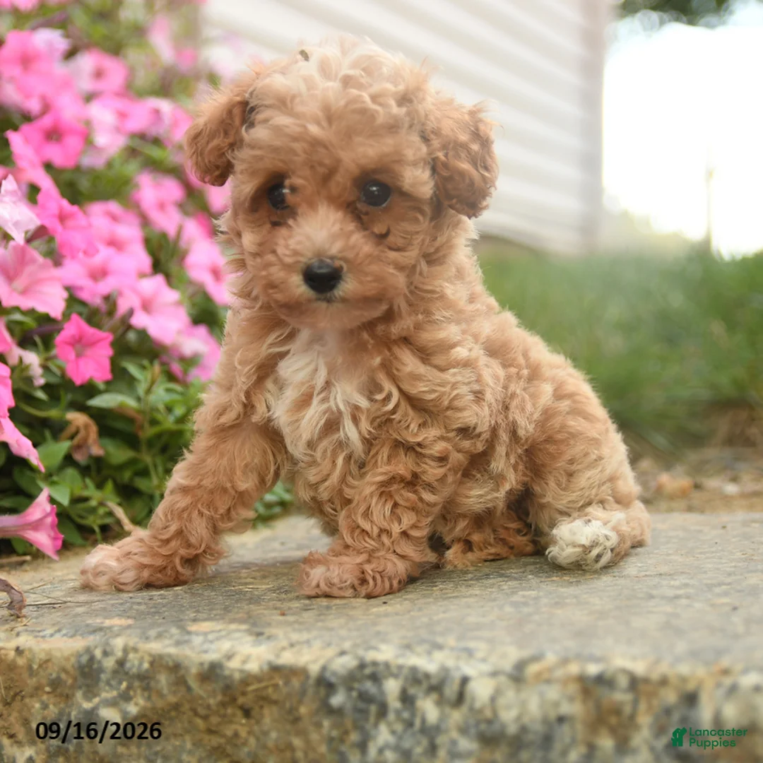 Toy Poodle dogs for sale: Olive  - Ad 2