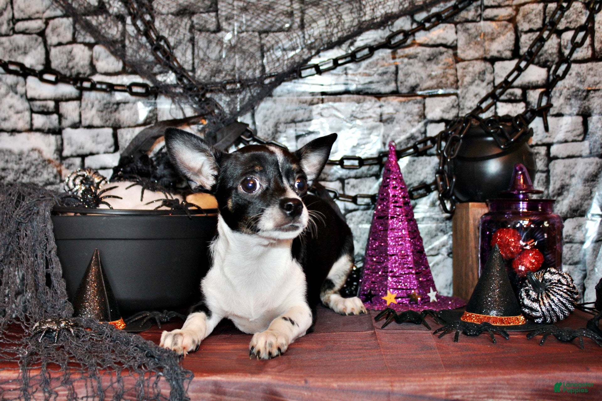 Chihuahua dogs for sale: Lucius - Ad 14