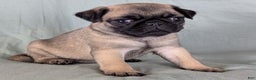 Pug dogs for sale: Luna - Ad 5