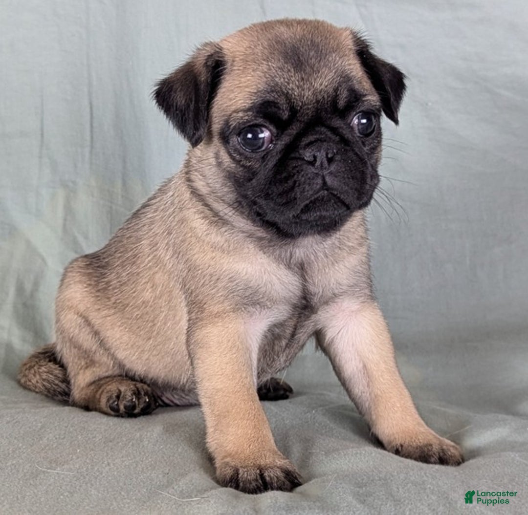 Pug dogs for sale: Luna - Ad 5