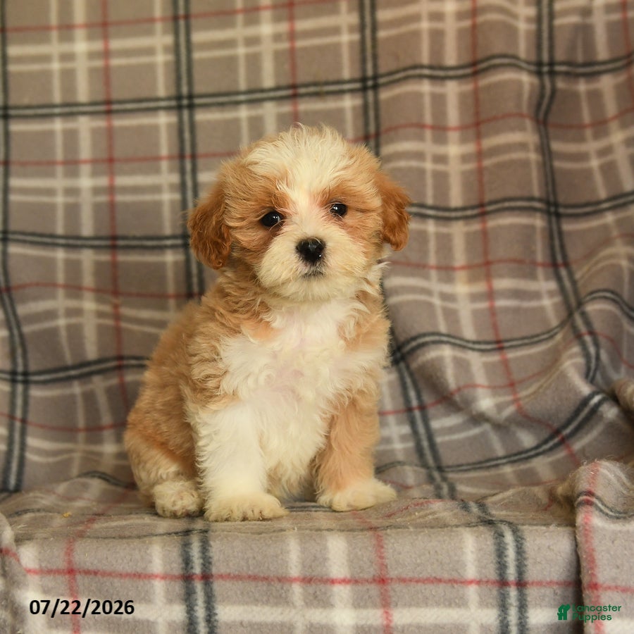 Mixed Breed dogs Uranus - Ad 1