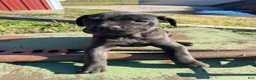 Cane Corso dogs for sale: Coco - Ad 5