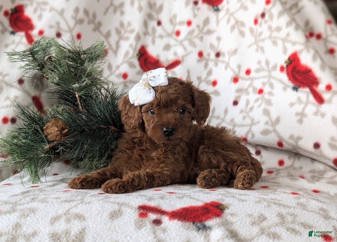 Cavapoo dogs for sale: Carissa Hypoallergenic - Ad 3