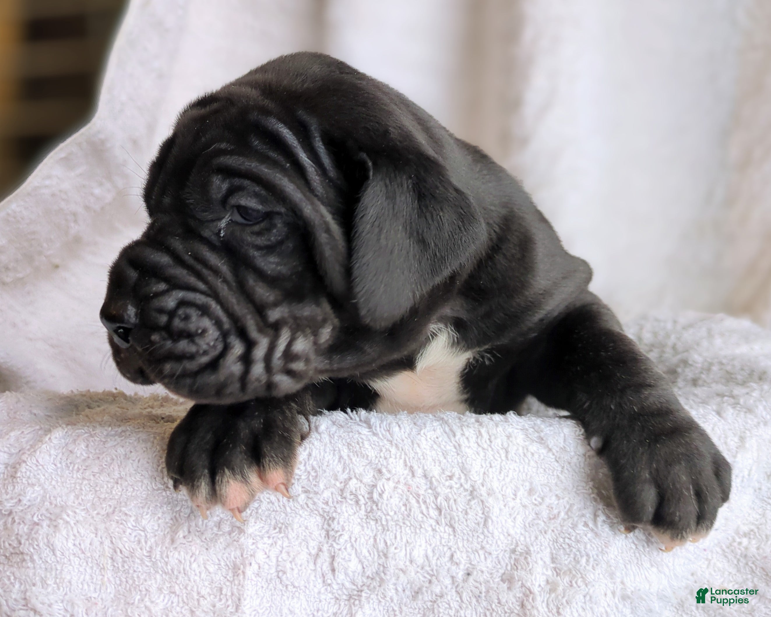 Great Dane dogs Juniper - Ad 2